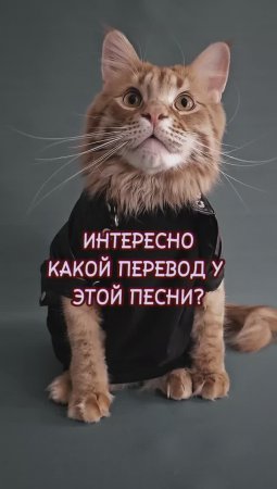 А вы знали перевод этой песни? #животные #котики #песня