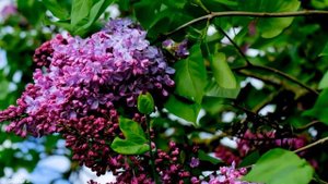 Рахманинов-Романс "Сирень"-Lilacs by Rachmaninoff