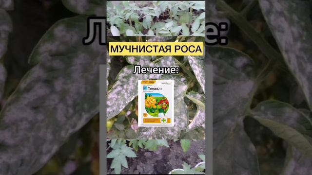 Болезни томатов и чем их лечить🍅🍅🍅