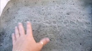 Черенкуем жимолость летом.