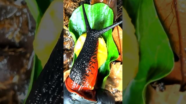 Улитка из-за которой можно получить срок. Огненная Хемиплекта смотреть онлайн