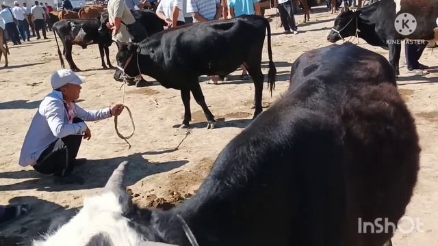 Шымбай мал базар.19.06.2022. Shimbay mal bazar.  Скотный рынок.  Мал базар 2022.