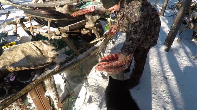 В гостях у оленей 2018 смотреть онлайн