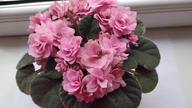 Cajun's Roses Anyone смотреть онлайн