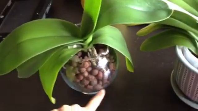 Orchid rescue mission: hydroton vs. sphagnum method смотреть онлайн