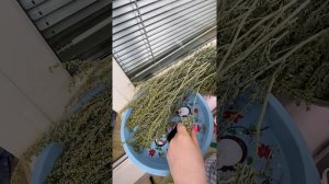 Заготовка полыни для очищения дома.?