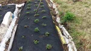 Грядки с земляникой под спанбондом после обработки