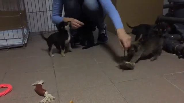 Щенки в дар!! смотреть онлайн