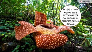 Необычные растения мира