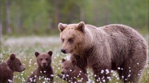 Бурый медведь. Развивающее видео для детей