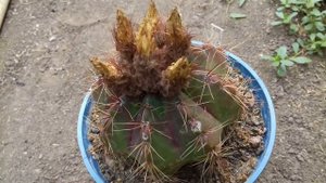Notocactus megapotamicus - Нотокактус Мегапотамикус после цветения, завязывание семян.