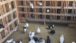 #Pigeons.Почему голуби клюют у птенцов перья и что делать.