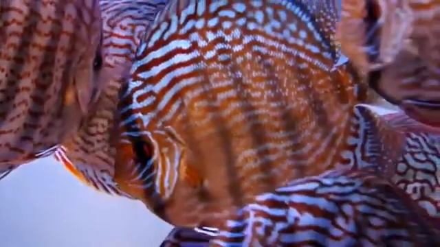 Дискус королевский (Royal Turquoise Discus) продажа оптом