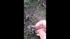 Седум в мае.#седум #очиток  #сад #многолетники #растения