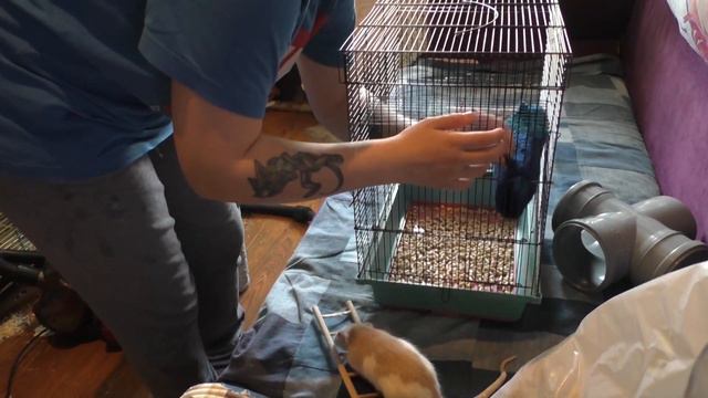 УБОРКА ВО ВСЕХ КЛЕТКАХ МОИХ ПИТОМЦЕВ! смотреть онлайн