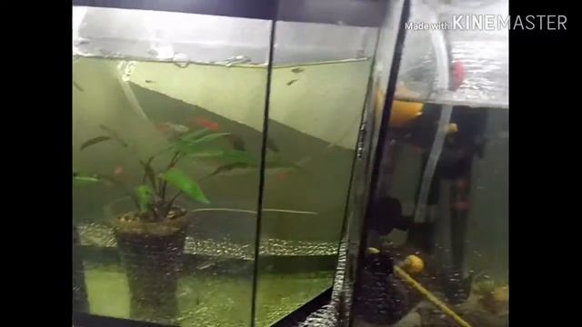 Лопнуло дно в аквариуме, что я сделал??? смотреть онлайн