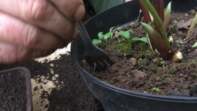 How to plant out hellebore seedlings смотреть онлайн