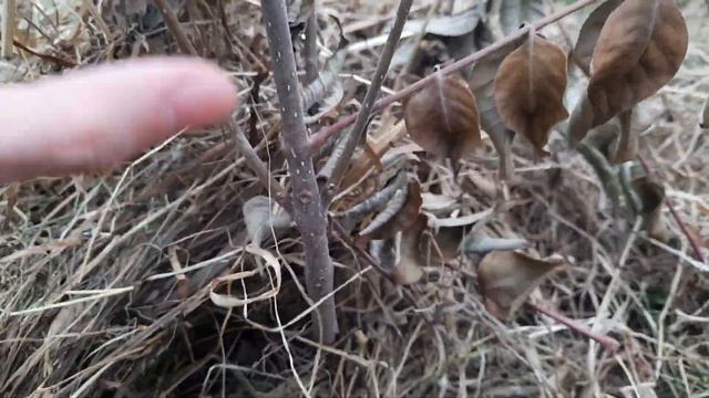 Эводия: все этапы выращивания. Лучший медонос в мире. смотреть онлайн