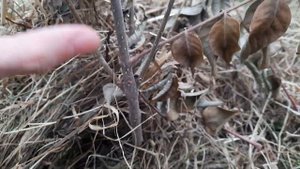 Эводия: все этапы выращивания. Лучший медонос в мире.