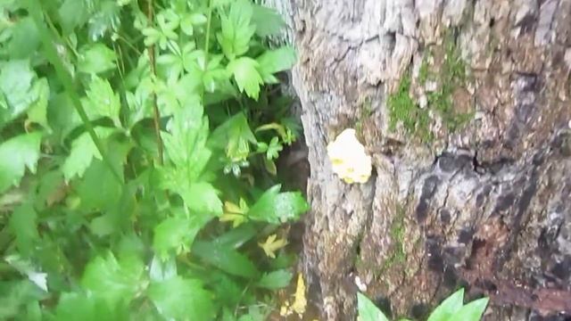 Грибы Ильмаки -  собираем в Приморском лесу в районе р.  Зеркальная.