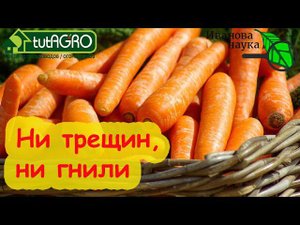 РУКИ ПРОЧЬ от МОРКОВИ! Дайте ей набрать урожай. Подкормите на сладость и хранение.