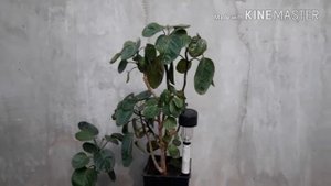 Что такое полисциас ?!? )))) Полисциас фабиан. Аралия фабиан. Мой уход