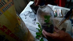 Зеленое черенкование в ПЭТ бутылках - снежноягодник