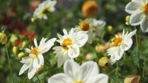 ТАНЕЦ ЦВЕТОВ