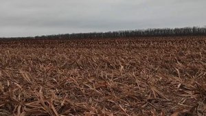 Зимняя уборка сорго Сентинел