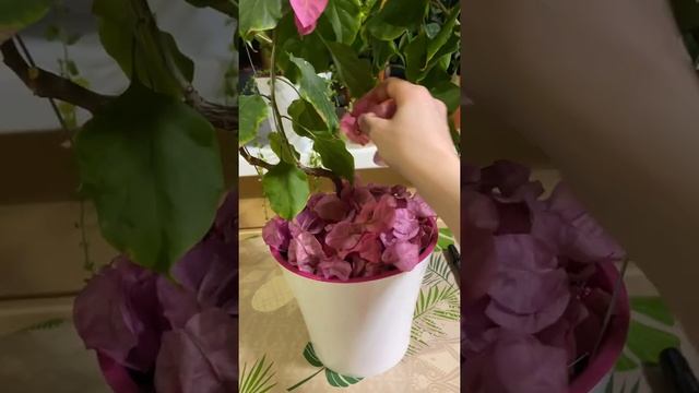 Реанимация бугенвиллии, как спасти растение. Рассказываю о проблемах в уходе. смотреть онлайн