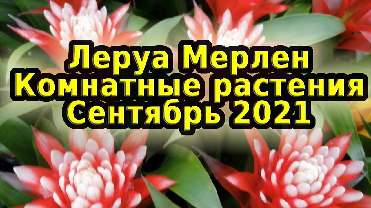 Комнатные растения цветы в  магазине Леруа Мерлен г.Иркутск, сентябрь 2021 Обзор