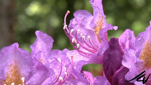 Rhododendron in bloom - YouTube смотреть онлайн