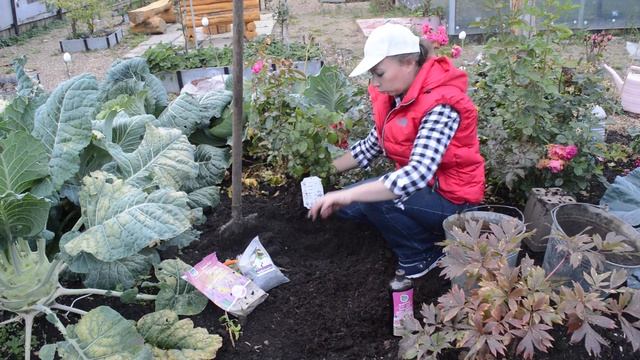 ?Как сажать розы осенью смотреть онлайн