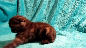 Котик скоттиш фолд "Y"