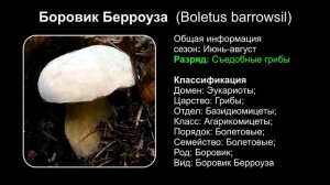 Топ 10 ГРИБОВ СЕМЕЙСТВА БОЛЕТОВЫХ РОДА БОРОВИКОВ