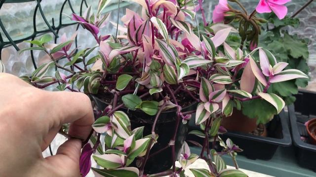 House-plants That Bloom In May смотреть онлайн