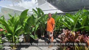 How to Grow Stunning Heliconias