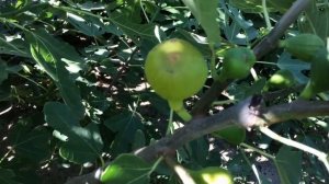 Сохнут и опадают плоды инжира - ГлавныйГеморр2019