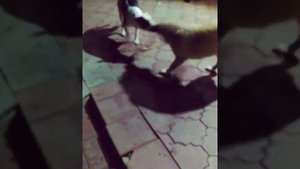 AmStaff (Американский Стаффорширский Терьер) против Алабая...