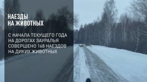 Наезды на животных