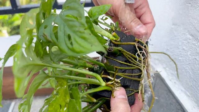 How to grow plants in water simple VERY NICE. Introducing Tree with Very Strange Leaves смотреть онлайн