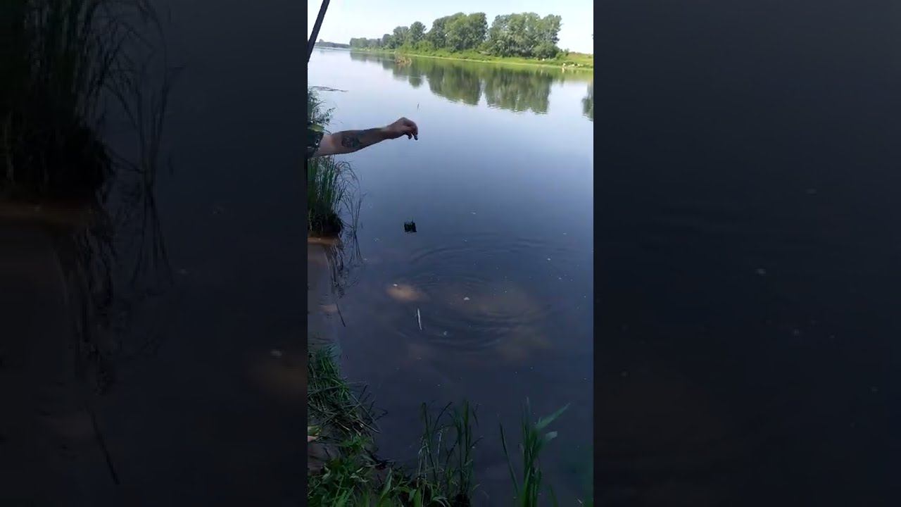 Робинзон  ловит рыбу в реке поклевка в видео #short #shorts #shortvideo