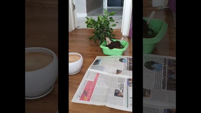 Фикус микрокарпа. Весенняя пересадка 31.03.23 смотреть онлайн