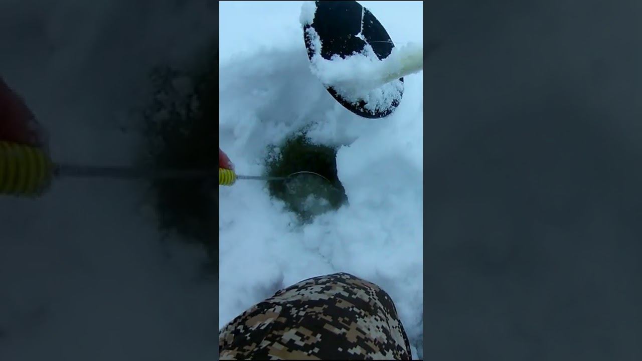 ОСТАВИЛ ЖЕРЛИЦЫ НА НОЧЬ И ВОТ ОНА ПОПАЛАСЬ! смотреть онлайн