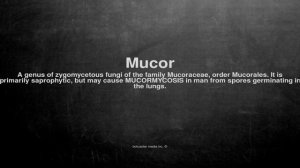 Medical vocabulary: What does Mucor mean