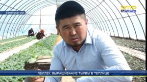 ЛЕЙЛЕК: ВЫРАЩИВАНИЕ ТЫКВЫ В ТЕПЛИЦЕ