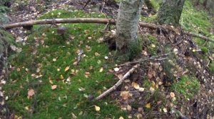 3 корзины грибов за 3 часа в районе между Тосно и Шапками, ЛО