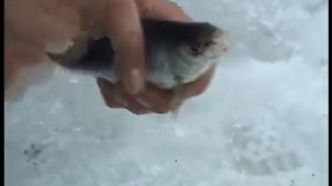 Ловля плотвы зимой на безмотылку