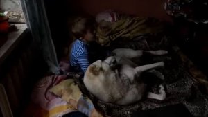 алабай первое знакомство с ребенком