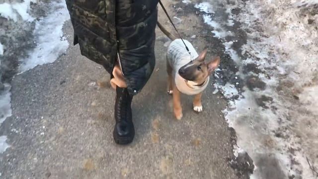 Обучение щенка бультерьера команде "рядом". Первые прогулки минибуля Дана.